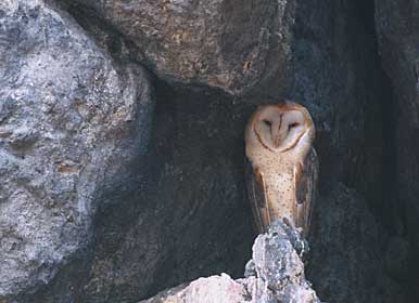 Barn Owl (Tyto alba) photo image
