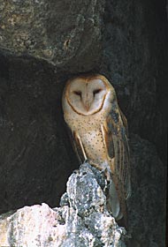 Barn Owl (Tyto alba) photo image