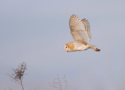 Barn Owl (Tyto alba) photo image
