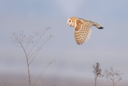 Barn Owl (Tyto alba) photo image