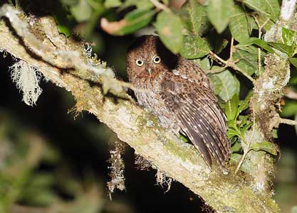 Bare-shanked Screech Owl (Megascops clarkii) photo image