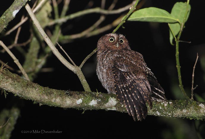 Bare-shanked Screech Owl (Megascops clarkii) photo image