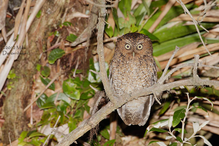 Bare-shanked Screech Owl (Megascops clarkii) photo image