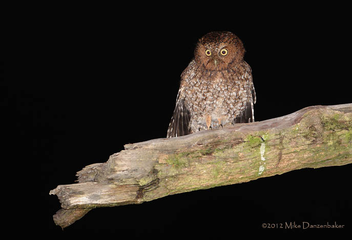 Bare-shanked Screech Owl (Megascops clarkii) photo image