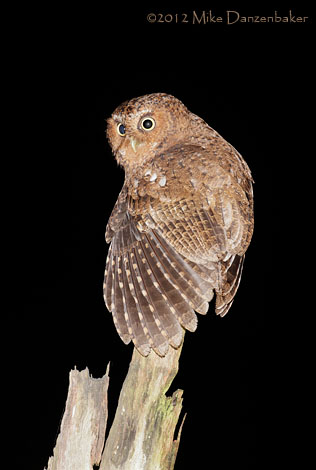 Bare-shanked Screech Owl (Megascops clarkii) photo image