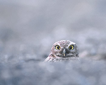 Burrowing Owl (Athene cunicularia) photo image