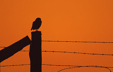 Burrowing Owl (Athene cunicularia) photo image