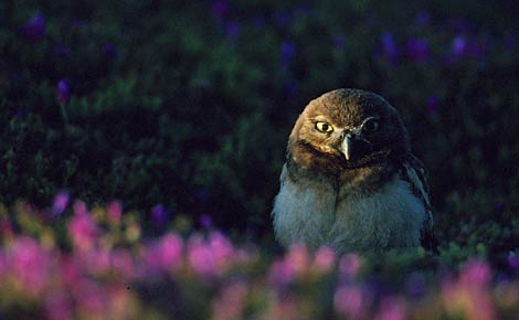 Burrowing Owl (Athene cunicularia) photo image