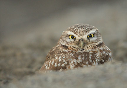 Burrowing Owl (Athene cunicularia) photo image