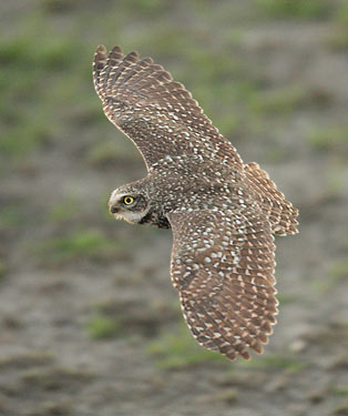 Burrowing Owl (Athene cunicularia) photo image