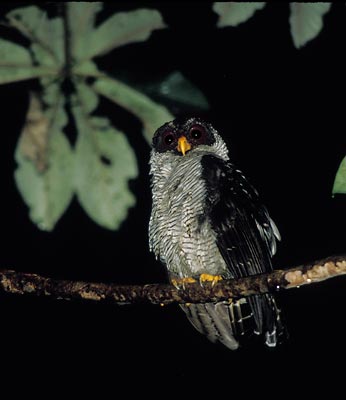 Black-and-white Owl (Strix nigrolineata) photo image