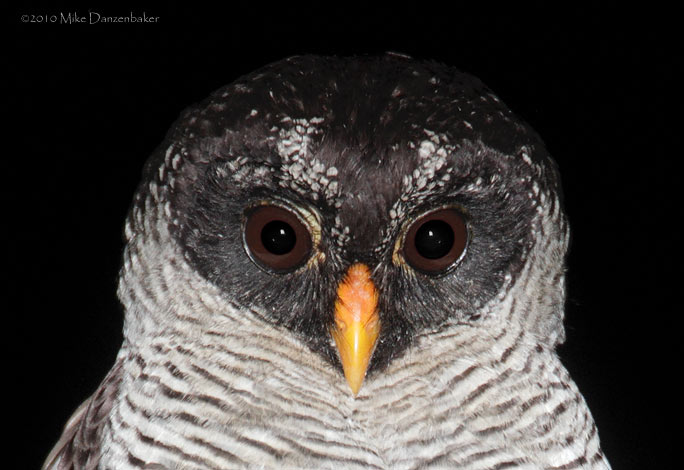 Black-and-white Owl (Strix nigrolineata) photo image
