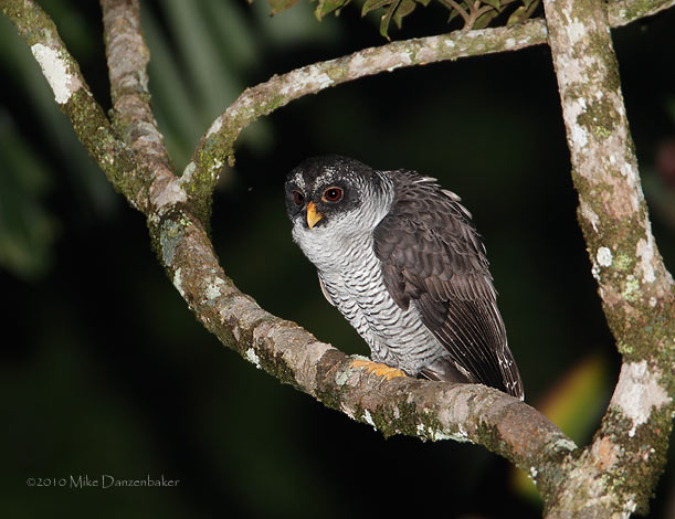 Black-and-white Owl (Strix nigrolineata) photo image