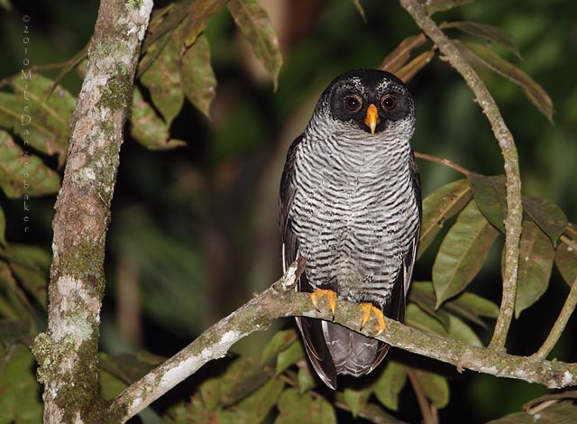 Black-and-white Owl (Strix nigrolineata) photo image