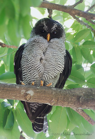 Black-and-white Owl (Strix nigrolineata) photo image