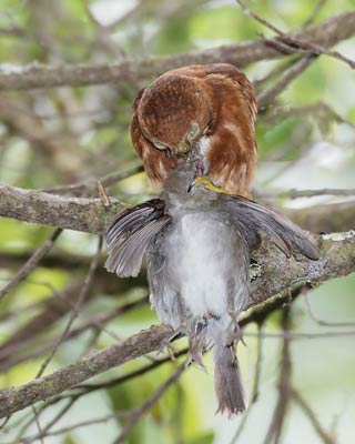 Costa Rican Pygmy-Owl (Glaucidium costaricanum) photo