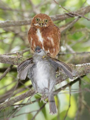 Costa Rican Pygmy-Owl (Glaucidium costaricanum) photo