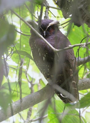 Crested Owl (Lophostrix cristata) photo image