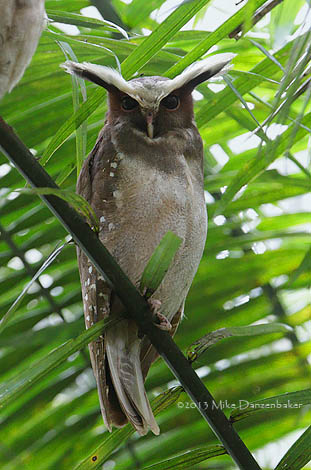 Crested Owl (Lophostrix cristata) photo image