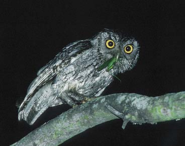 Eastern Screech Owl (Megascops asio) photo image
