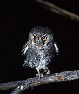 Elf Owl (Micrathene whitneyi) photo image