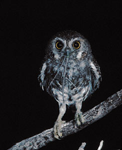 Elf Owl (Micrathene whitneyi) photo image