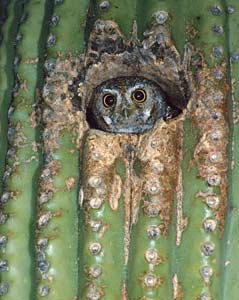 Elf Owl (Micrathene whitneyi) photo image