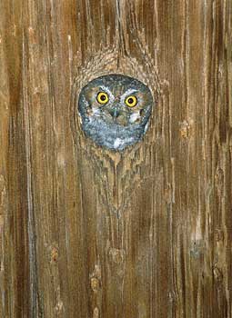 Elf Owl (Micrathene whitneyi) photo image