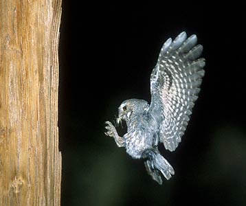 Elf Owl (Micrathene whitneyi) photo image