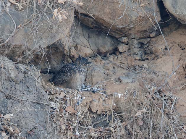 Eurasian Eagle-Owl (Bubo bubo) photo