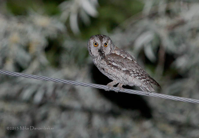 Eurasian Scops Owl (Otus scops) photo image