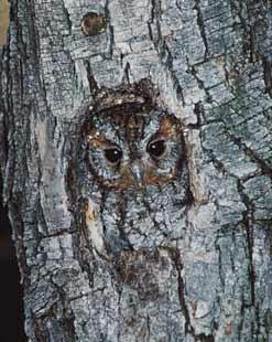Flammulated Owl (Megascops flammeolus) photo image