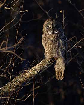 Great Gray Owl (Strix nebulosa) photo image