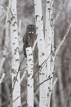 Great Gray Owl (Strix nebulosa) photo image