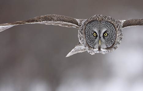 Great Gray Owl (Strix nebulosa) photo image