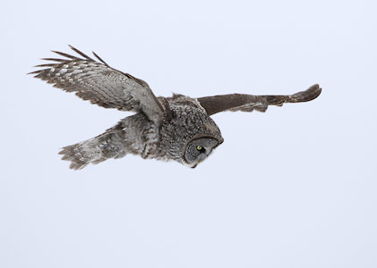 Great Gray Owl (Strix nebulosa) photo image