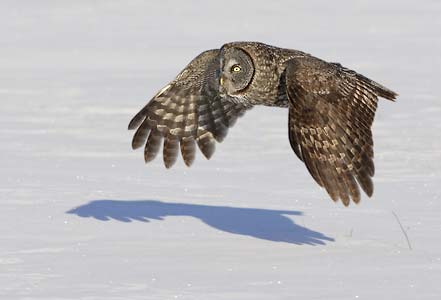 Great Gray Owl (Strix nebulosa) photo image