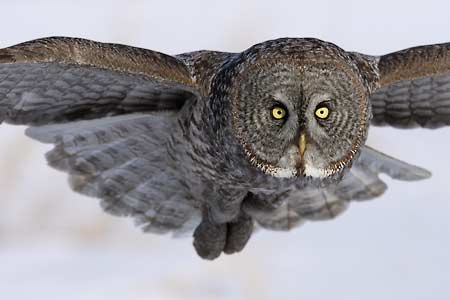 Great Gray Owl (Strix nebulosa) photo image