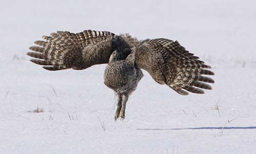Great Gray Owl (Strix nebulosa) photo