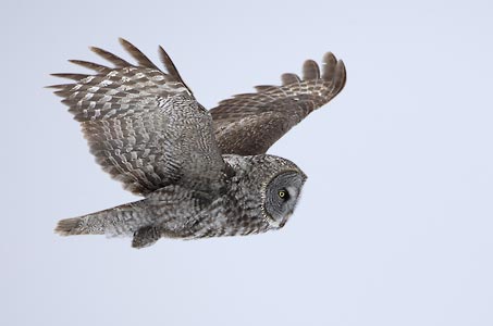 Great Gray Owl (Strix nebulosa) photo image