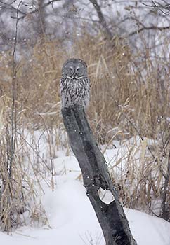 Great Gray Owl (Strix nebulosa) photo