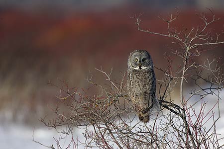 Great Gray Owl (Strix nebulosa) photo image