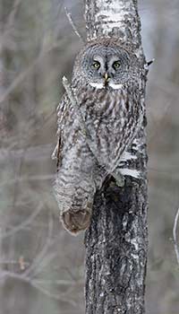 Great Gray Owl (Strix nebulosa) photo image