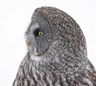 Great Gray Owl (Strix nebulosa) photo image