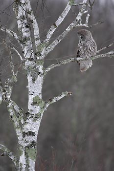 Great Gray Owl (Strix nebulosa) photo image