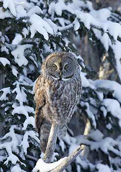 Great Gray Owl (Strix nebulosa) photo