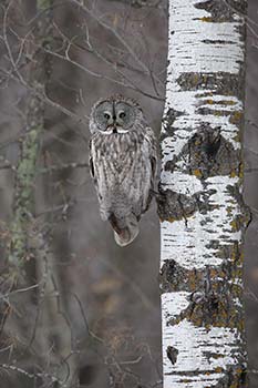 Great Gray Owl (Strix nebulosa) photo image