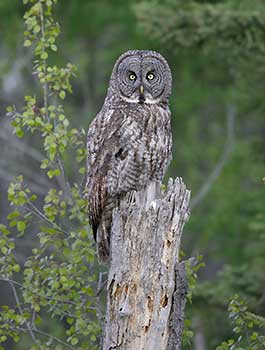 Great Gray Owl (Strix nebulosa) photo image