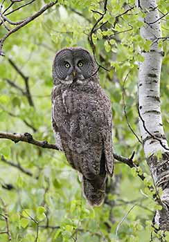 Great Gray Owl (Strix nebulosa) photo image