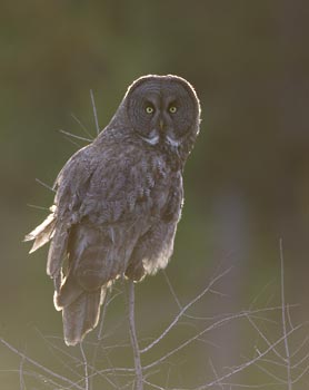 Great Gray Owl (Strix nebulosa) photo image